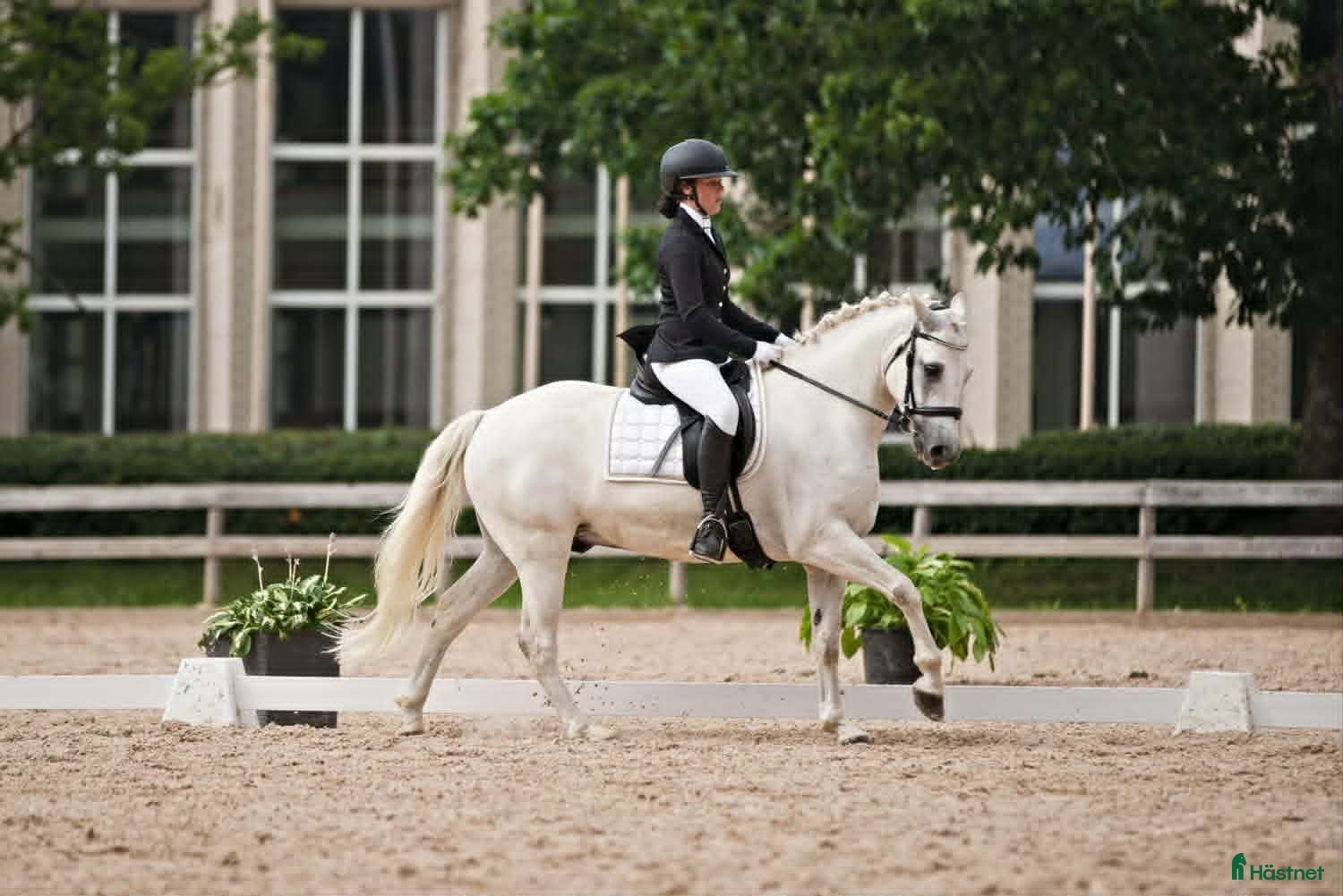 Hoppning hästar till salu:  Connemara Dressage-showjumping pony - Annons 2
