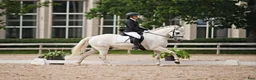 Hoppning hästar till salu:  Connemara Dressage-showjumping pony - Annons 1