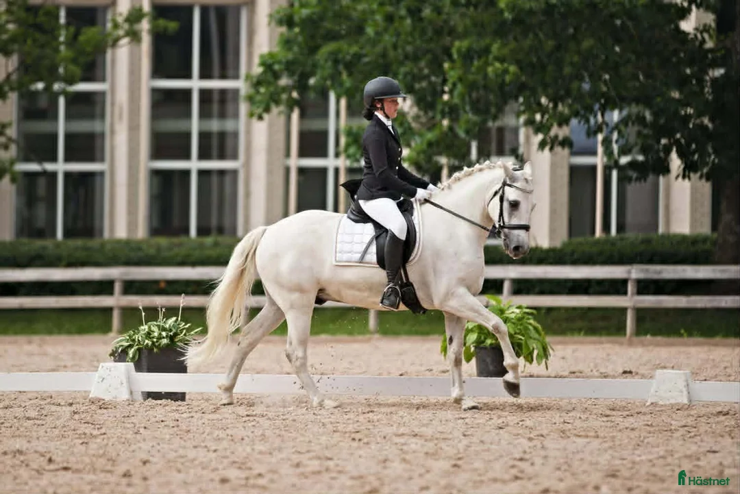 Hoppning hästar till salu:  Connemara Dressage-showjumping pony - Annons 1