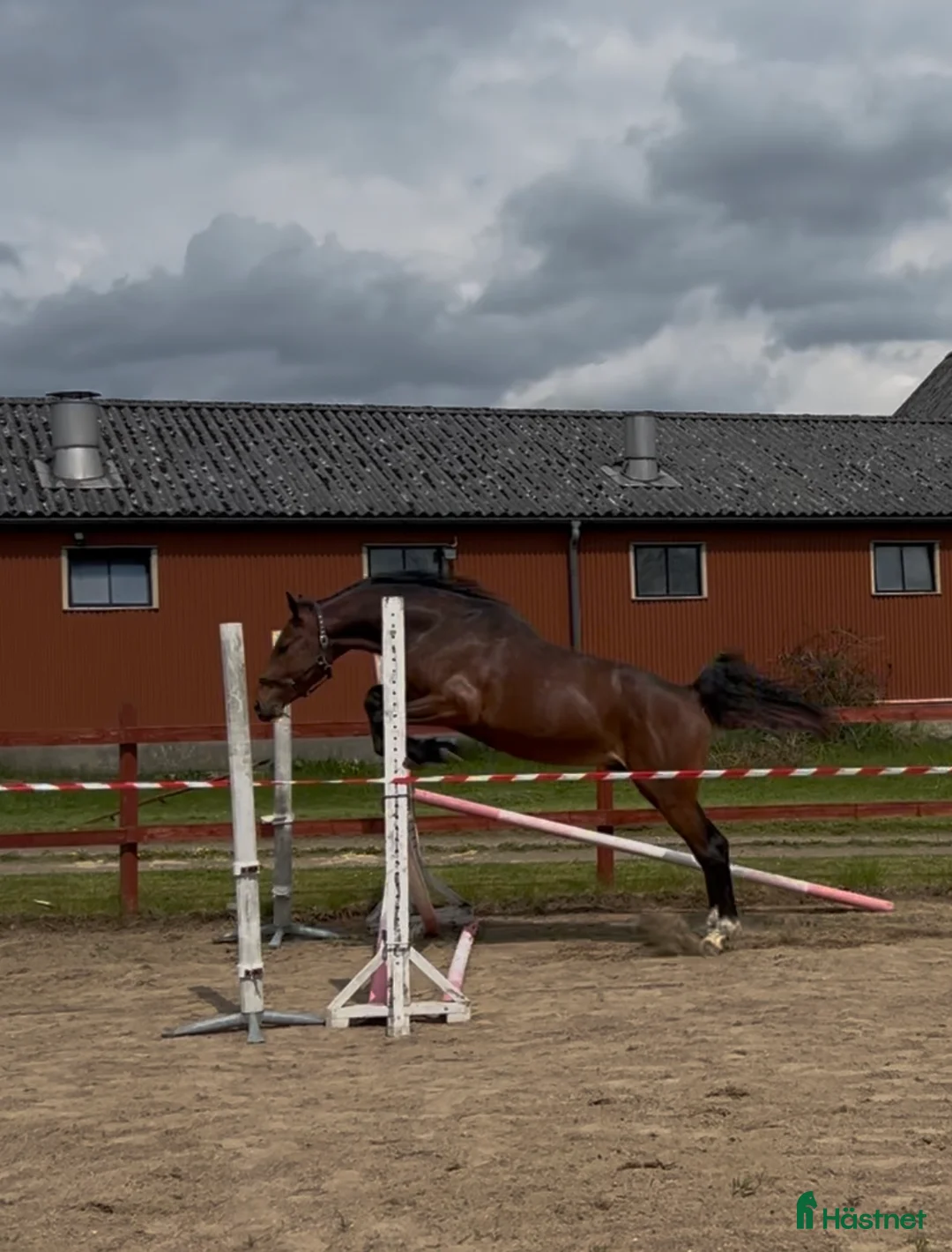 Hoppning hästar till salu: 3 åring SWB för framtiden  - Annons 1