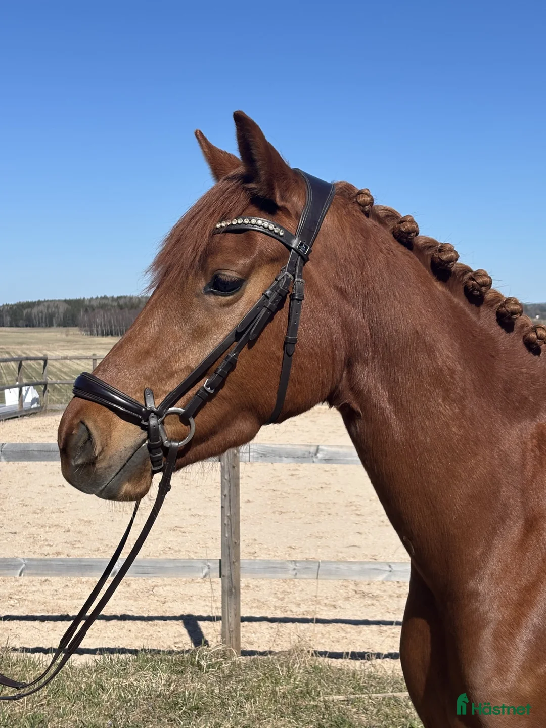 Dressyr hästar till salu: Välstammat 3-årssto av mindre modell - Annons 2