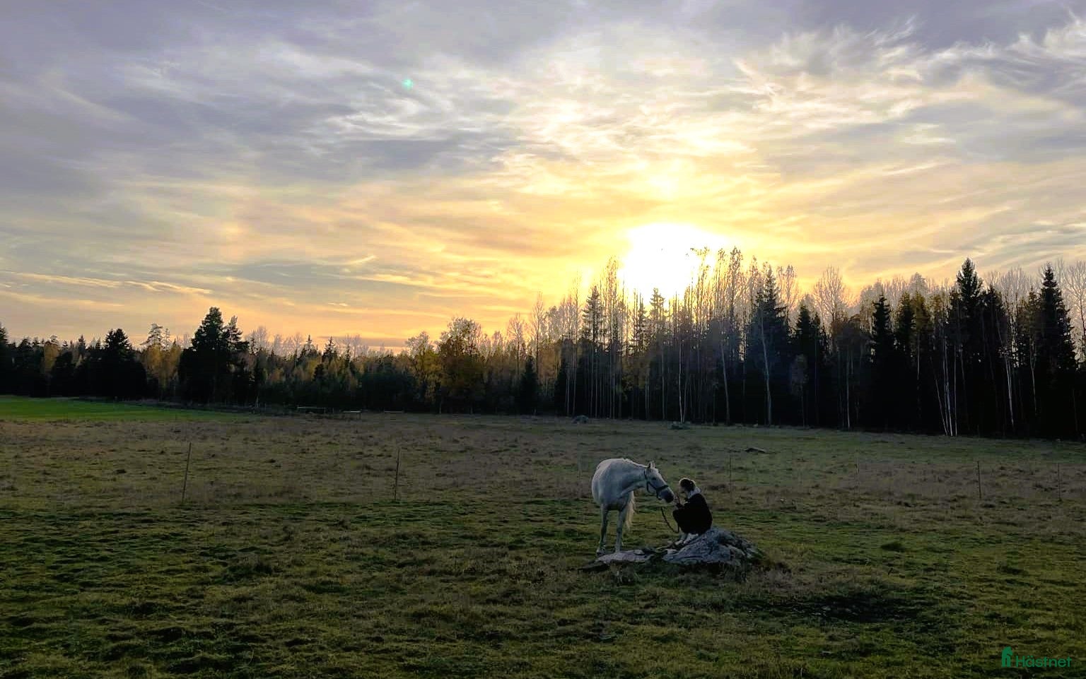  stallplats Sommarbete 2026 - Annons 2