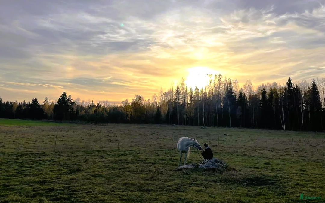  stallplats finnes: Sommarbete 2026 i Östervåla - Annons 1