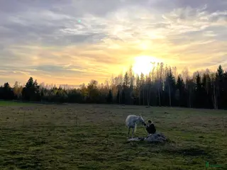 stallplats Sommarbete 2026 - Annons 2