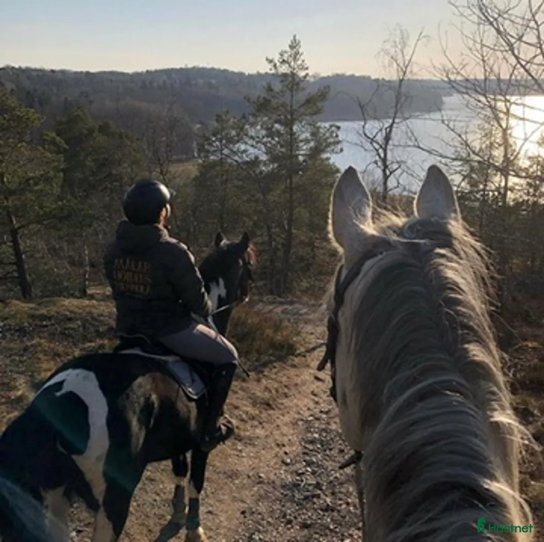  hästjobb finnes: Stallpersonal - Annons 1