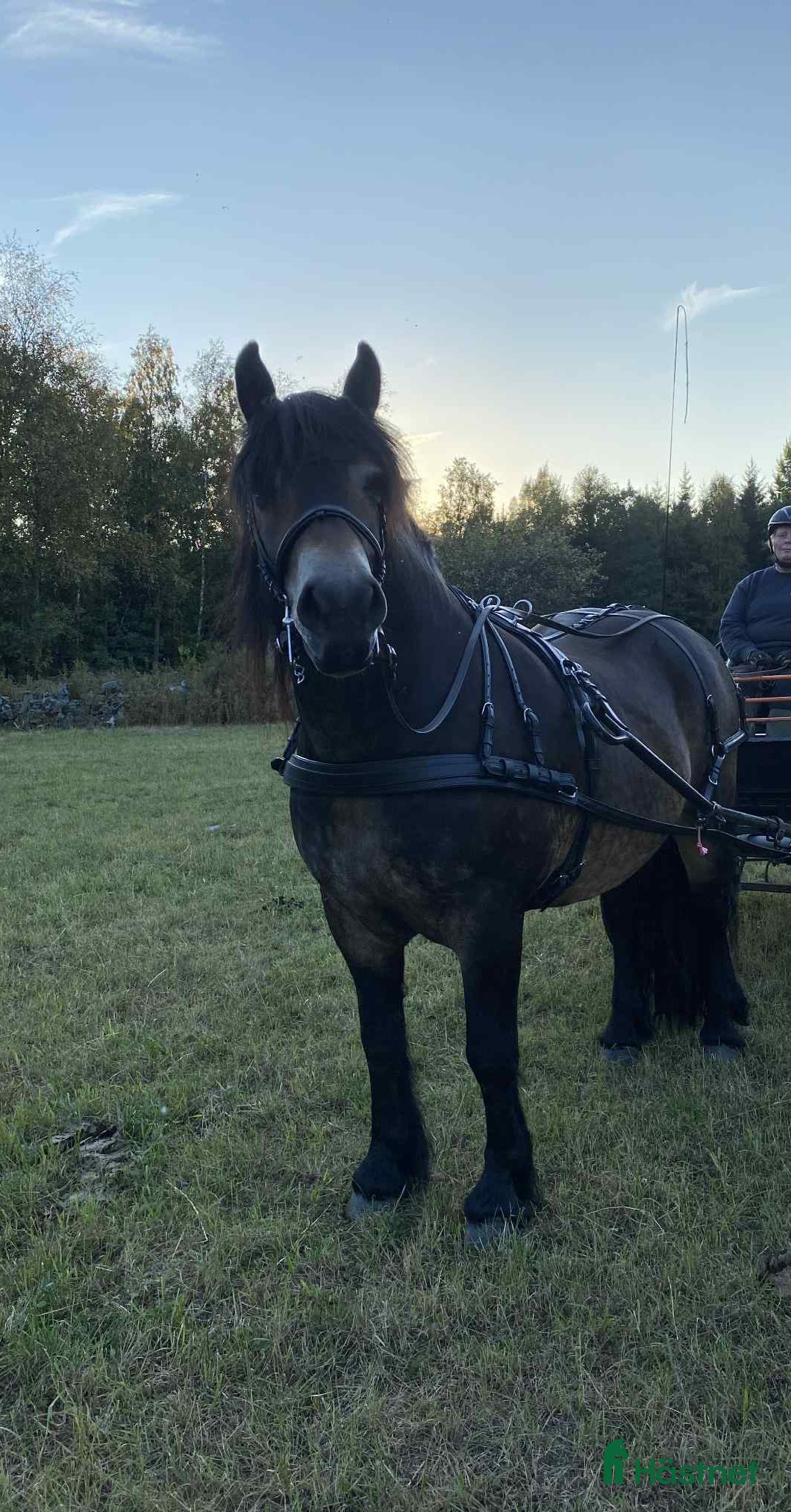  hästar Kör/allround häst i Hallabro - Annons 16