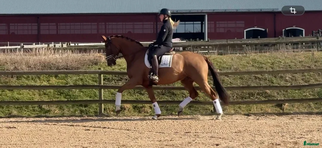 Dressyr hästar till salu: Lättriden MSVA valack med potential - Annons 2