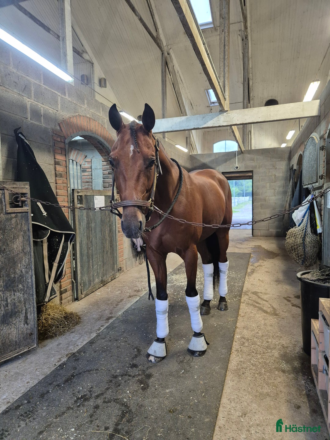 Allround hästar till salu: Maidan letar efter sin människa i Halmstad - Annons 2