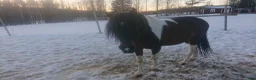 Allround hästar till salu: 5 renrasiga Paso Finos (en eller fler) - Annons 20