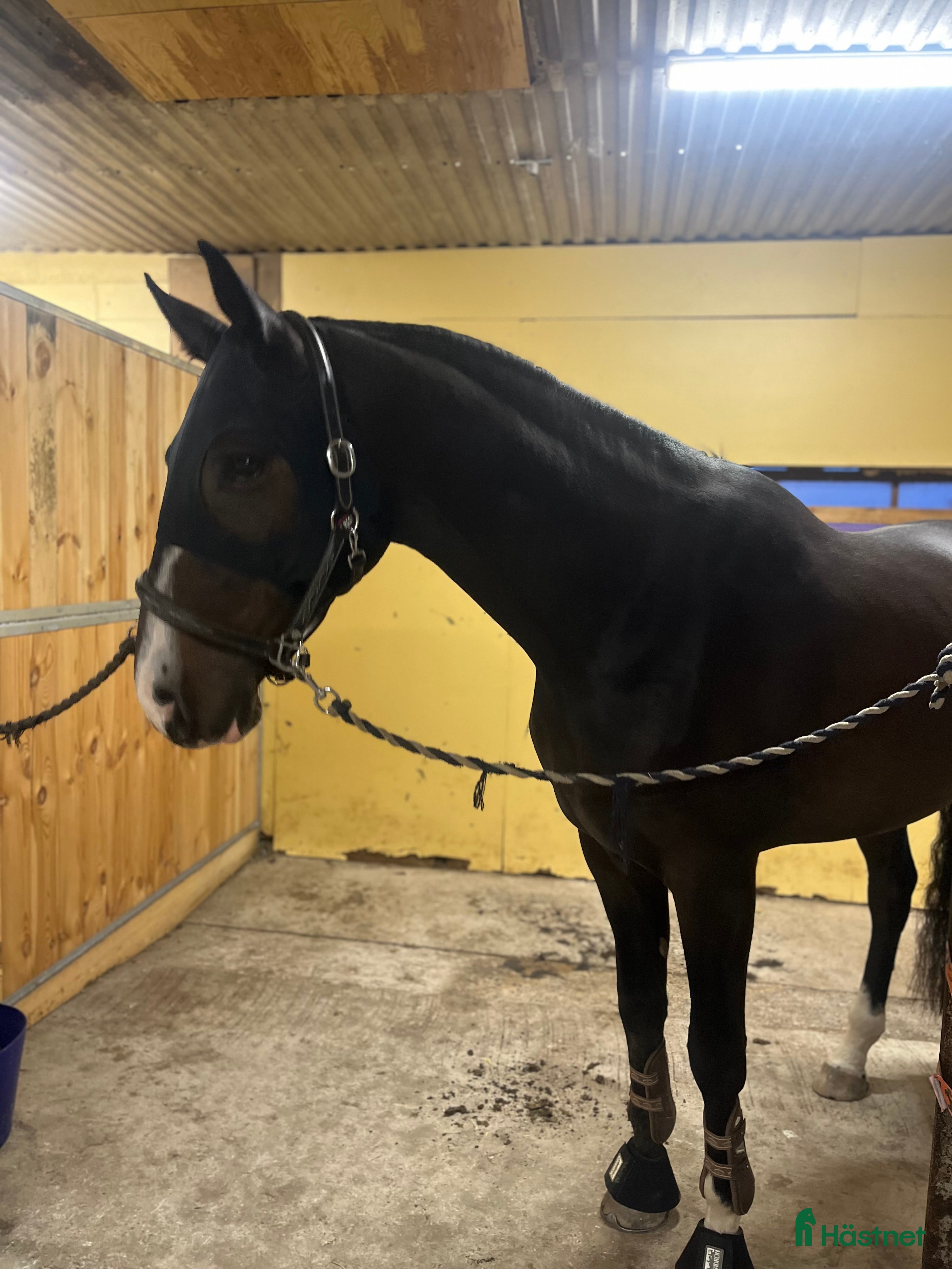 Sadlar hästutrustning till salu: Söker sadel till unghäst - Annons 9