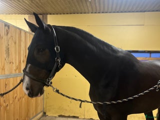 Sadlar hästutrustning till salu: Söker sadel till unghäst i Ålberga - Annons 24