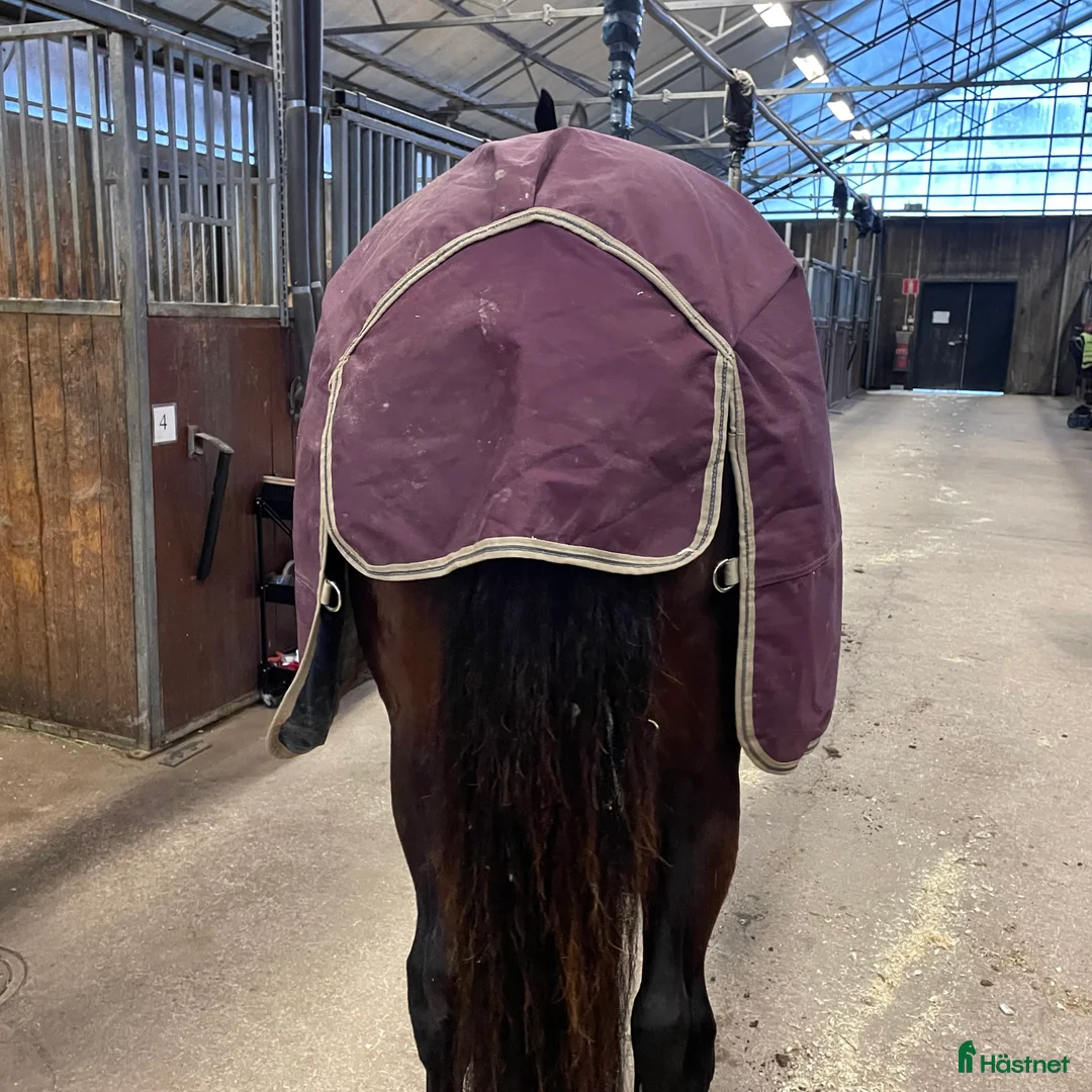 Täcken hästutrustning till salu: Amigo 0G i Gamleby - Annons 3