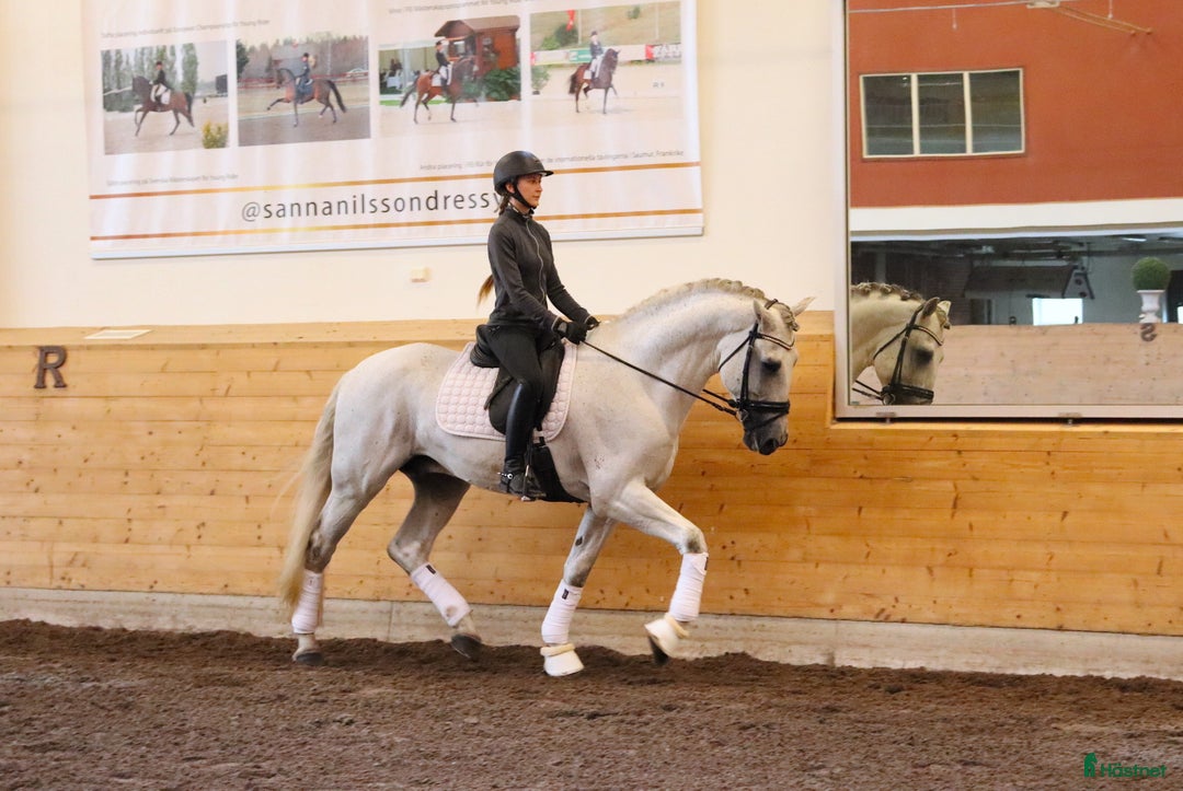 Dressyr hästar till salu: Vacker PRE-hingst!  i Stora Sundby - Annons 5