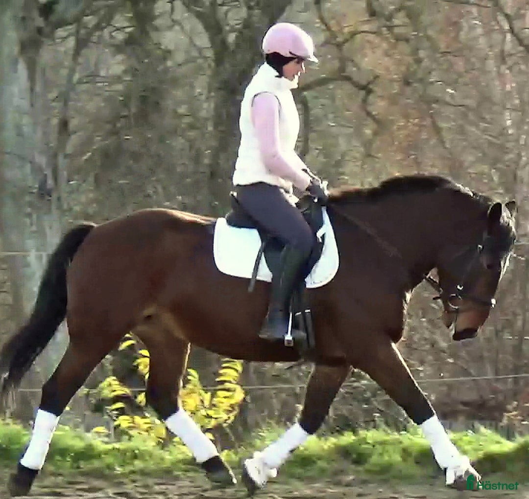 Allround hästar till salu: Gorgeous, sweet and ready for anything allrounder i Örsundsbro - Annons 2