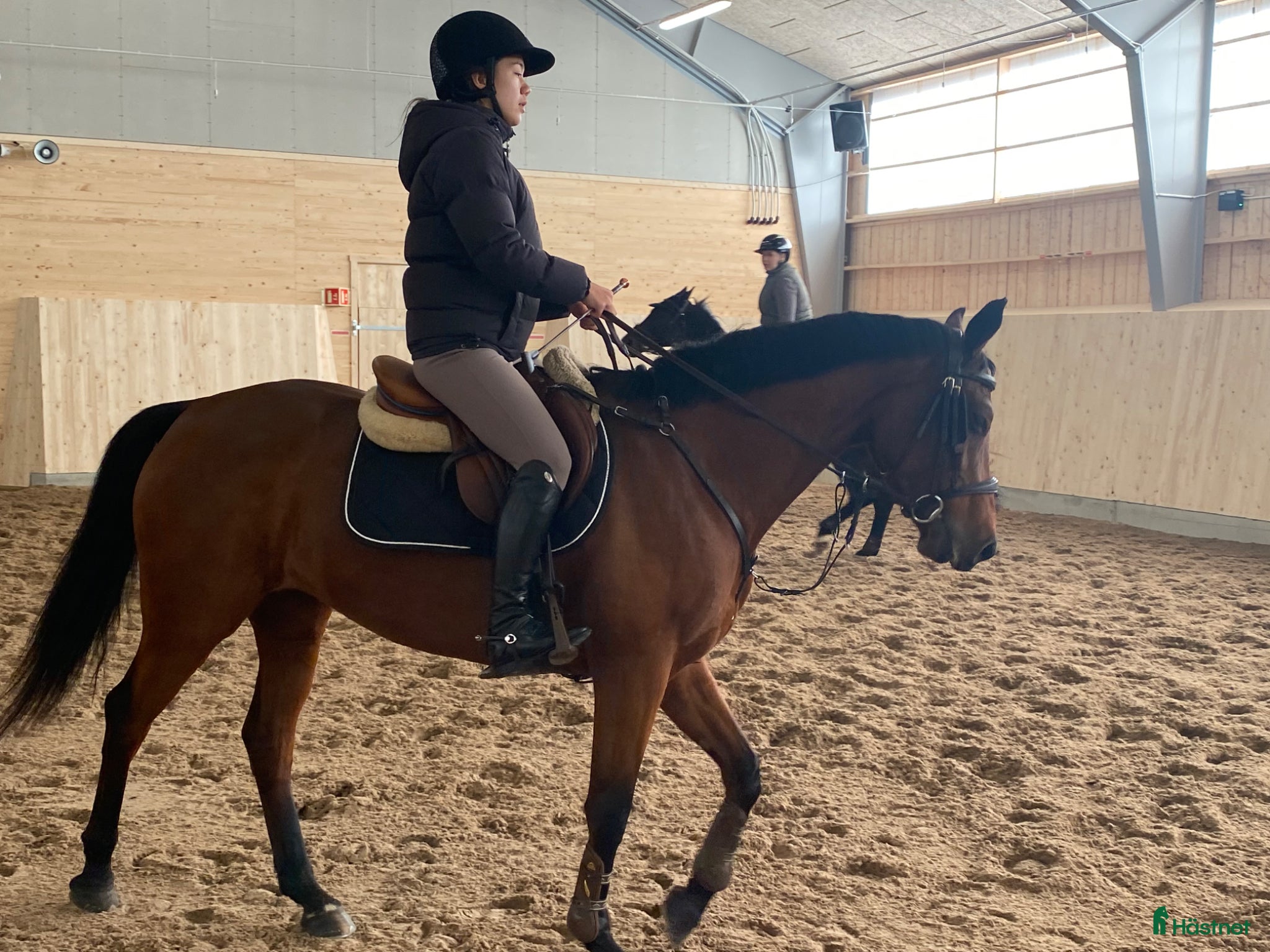  hästar Projekthäst som tidigare tävlat  - Annons 2