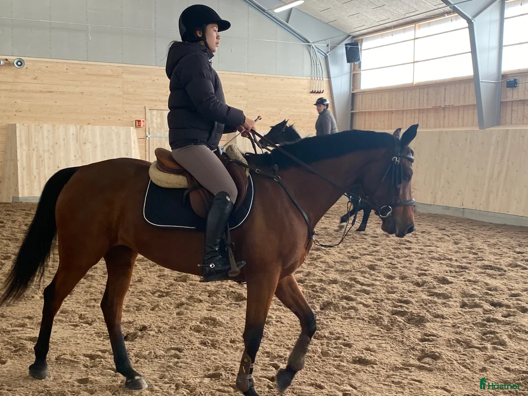 Allround hästar till salu: Projekthäst som tidigare tävlat  - Annons 2