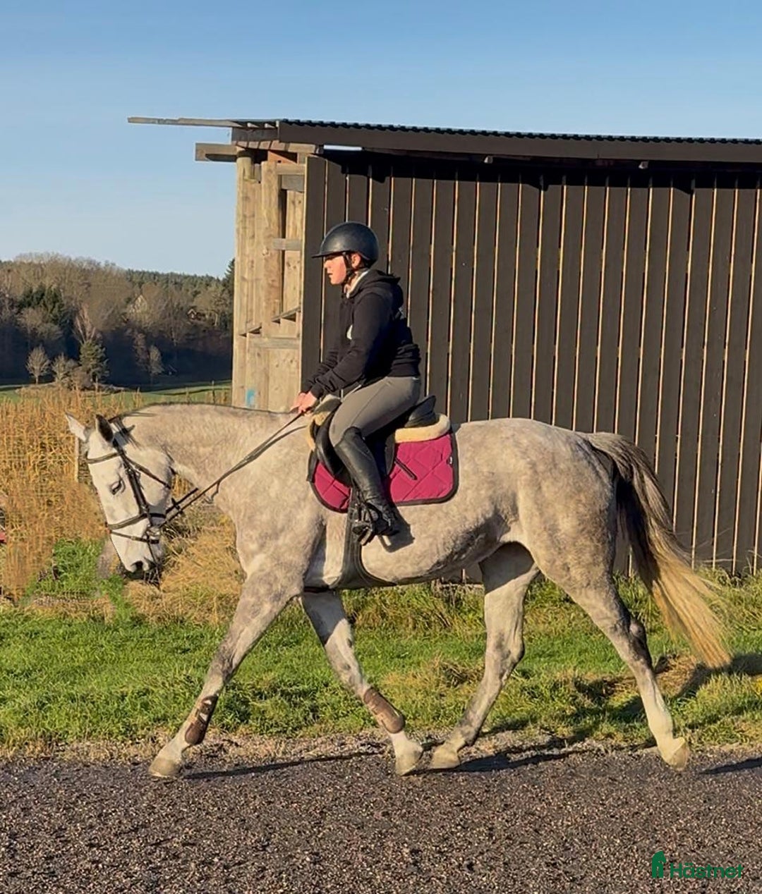 Allround hästar till salu: Trevlig allroundhäst även till verksamhet  i Hjärtum - Annons 2