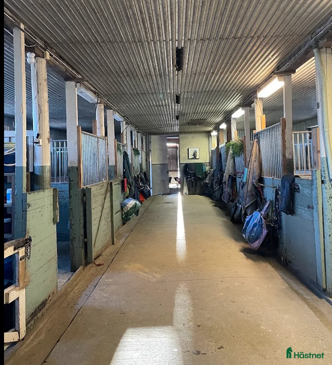  stallplats finnes: Plats ledig i vår islandshästflock på Bogesund i Åkersberga - Annons 4