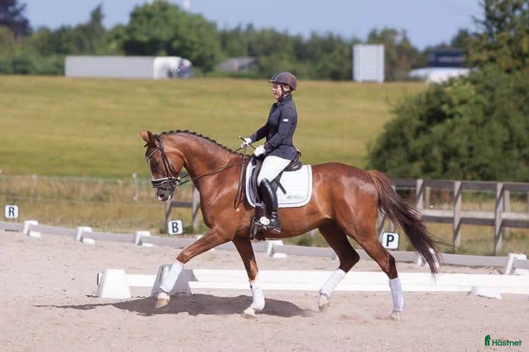 Dressyr hästar till salu: Vacker kille ✨ - Annons 1