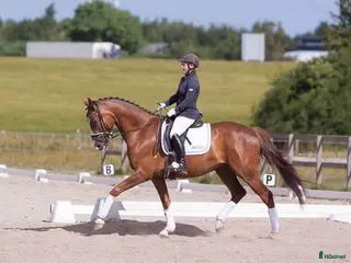 hästar Vacker kille ✨ - Annons 2