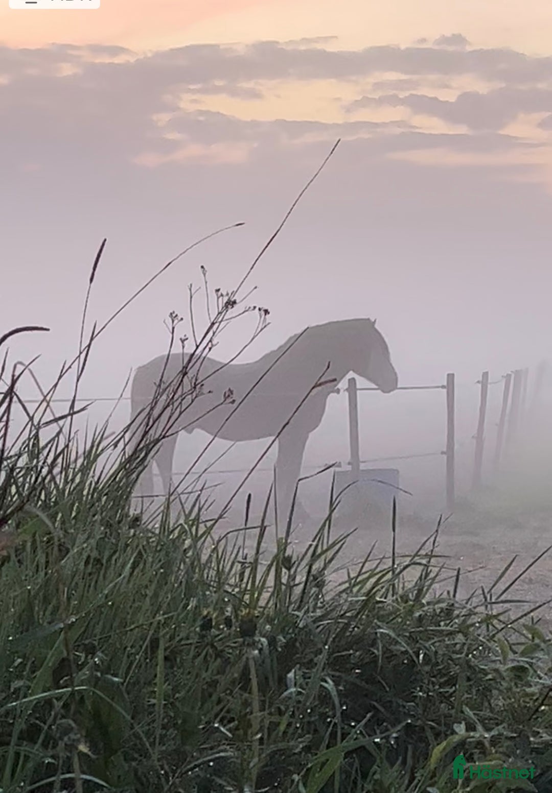  foderhäst finnes: Fantastisk häst med personlighet . Skogsmulle  i Västerås - Annons 2