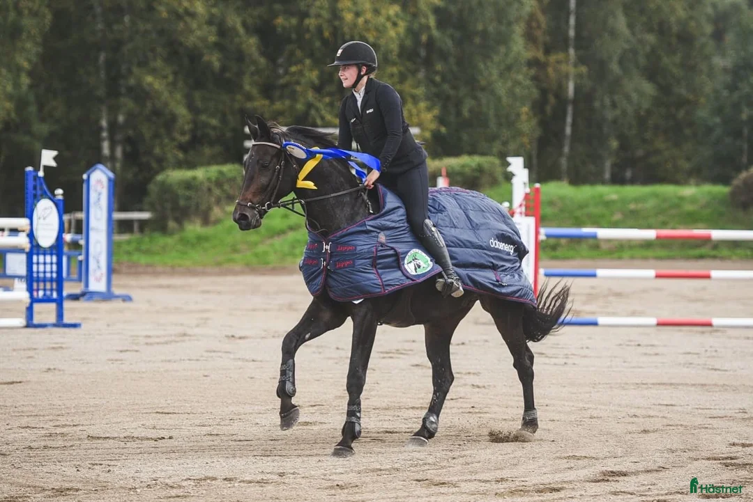 Hoppning hästar till salu: Välriden energisk häst  i Mockfjärd - Annons 2