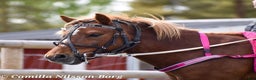 Trav hästar till salu: Trevliga, snälla och duktiga travponnys till salu i Örebro - Annons 2