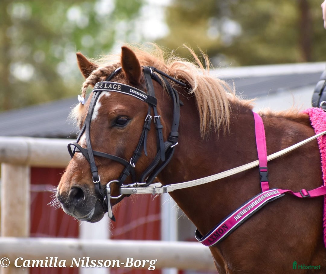 Trav hästar till salu: Trevliga, snälla och duktiga travponnys till salu i Örebro - Annons 2