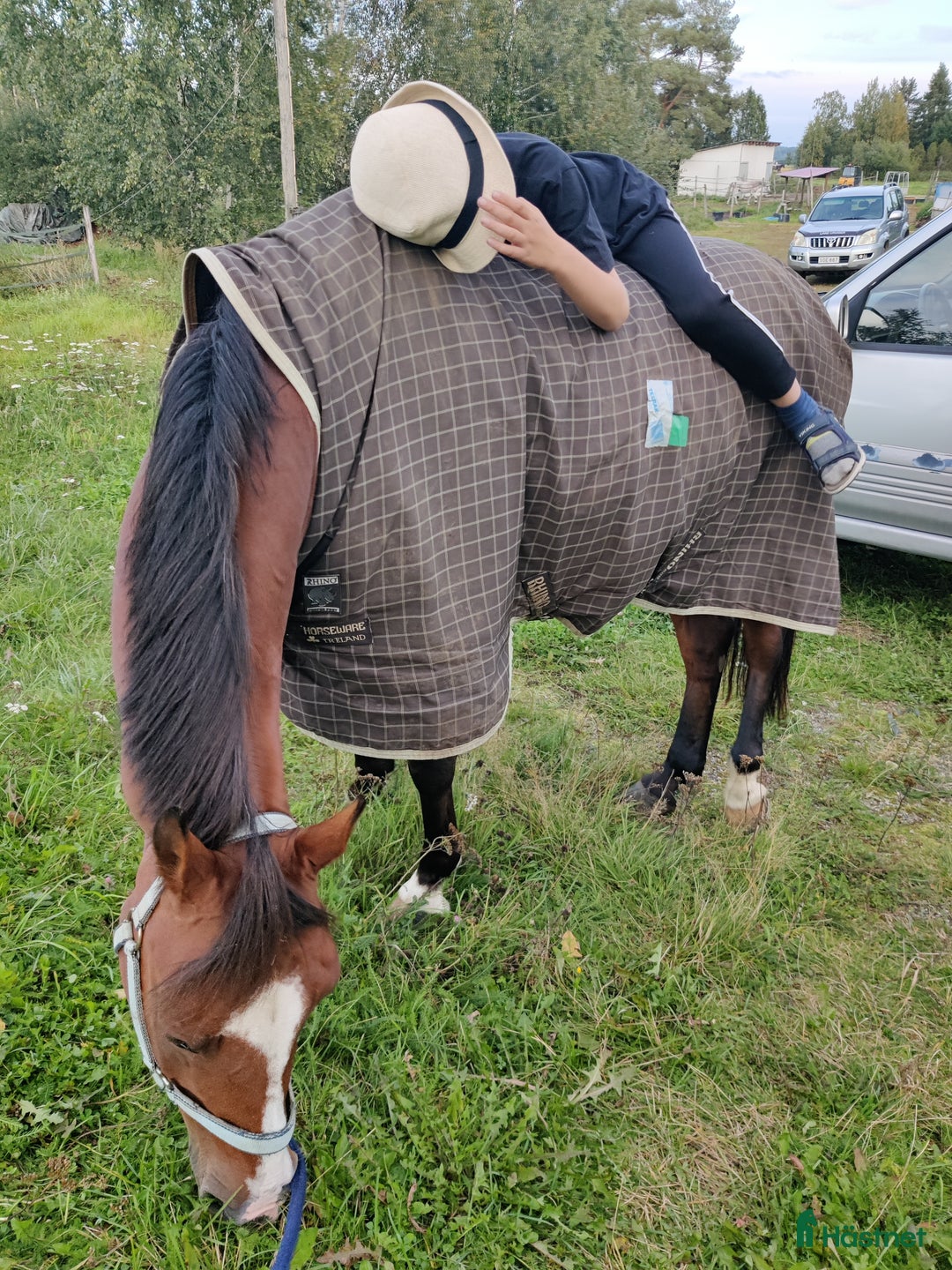 Fälttävlan hästar till salu: Exceptional schoolmaster for any discipline - Annons 3