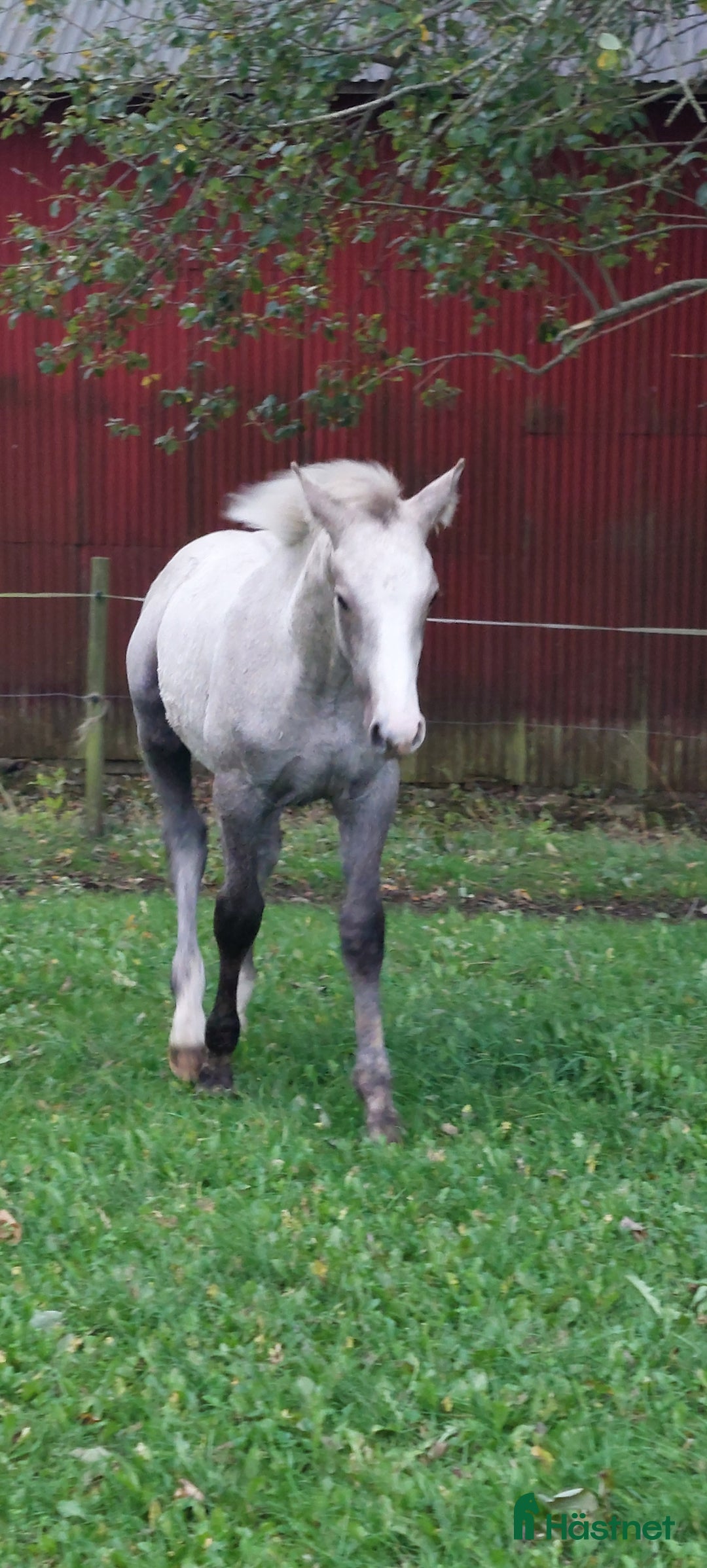 Hoppning hästar till salu: Topp ponny i storhäst format i Onslunda - Annons 1