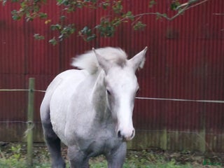 hästar Topp ponny i storhäst format i Onslunda - Annons 11