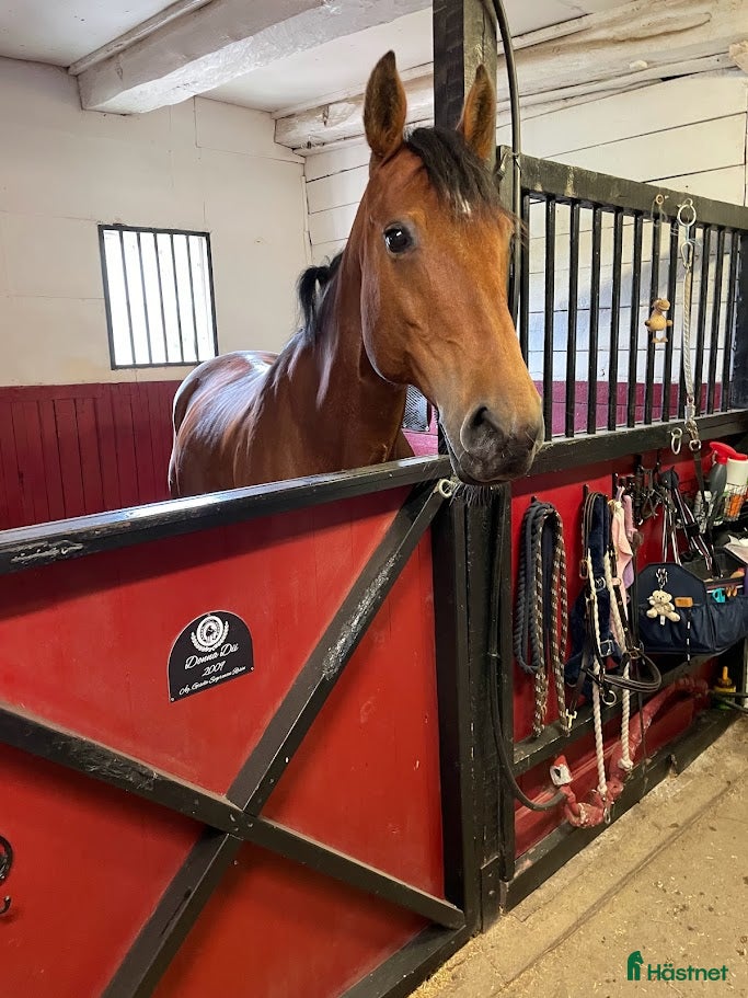  stallplats Stallplats för sto i Märsta - Annons 2