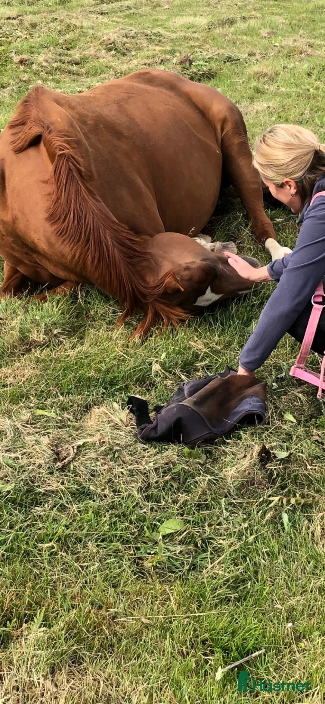 Allround hästar till salu: En bästa vän till promenad/hobbyridning  - Annons 3