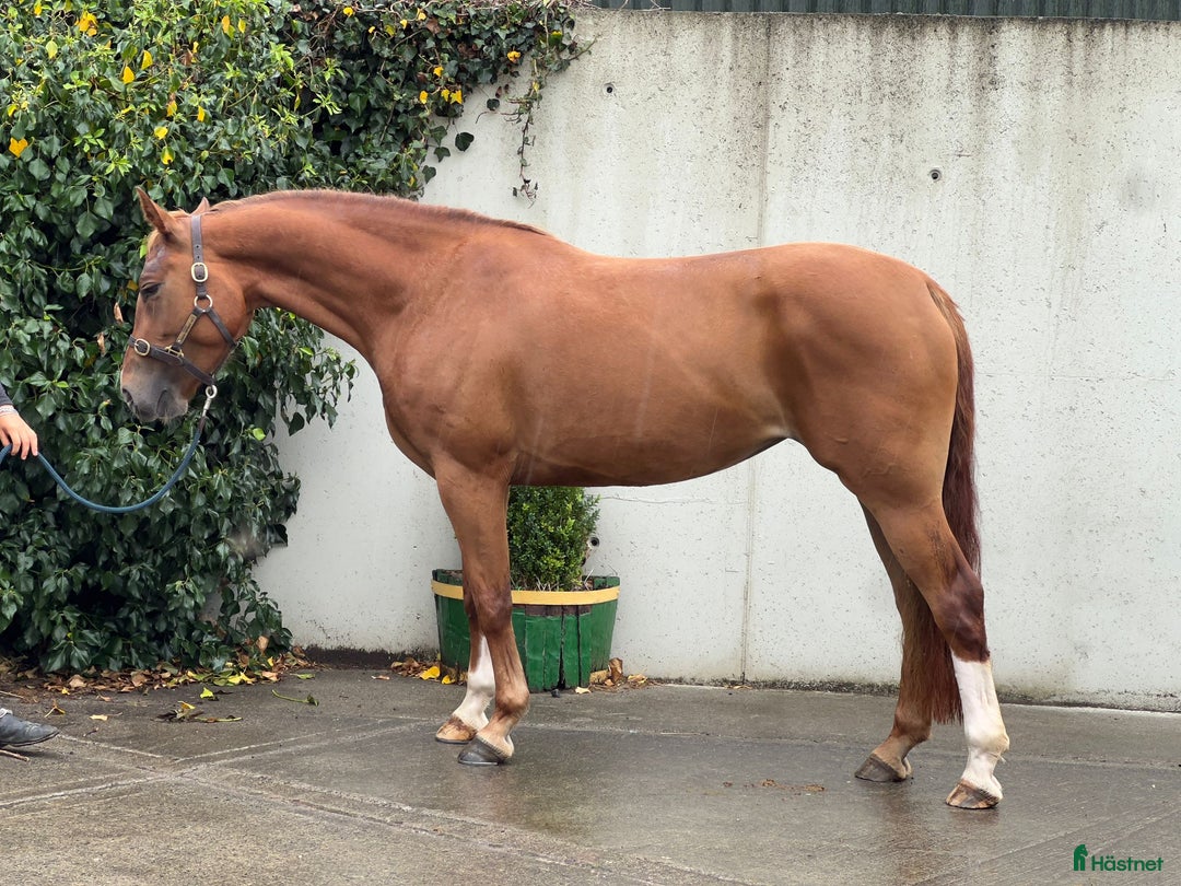 Fälttävlan hästar till salu: Searching for an Event Pony? i Brøndby - Annons 2