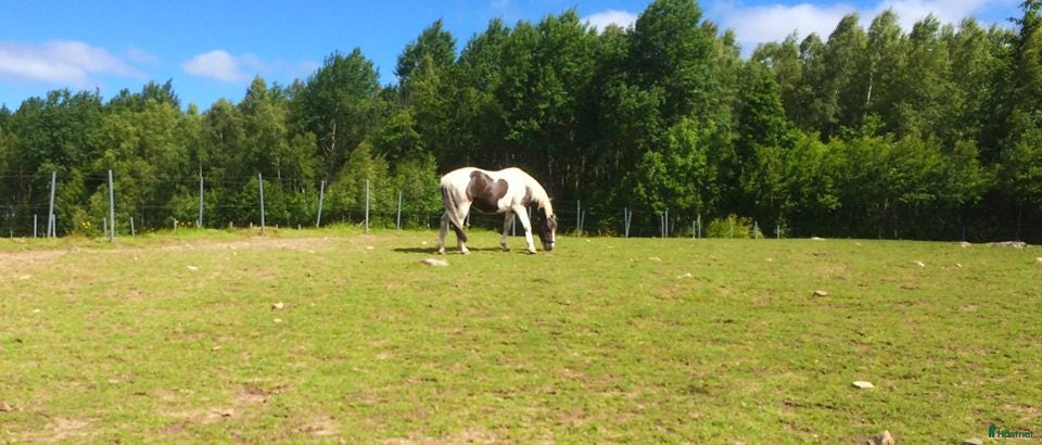  foderhäst Världens bästa Eddie söker hem som sällskapshäst - Annons 6