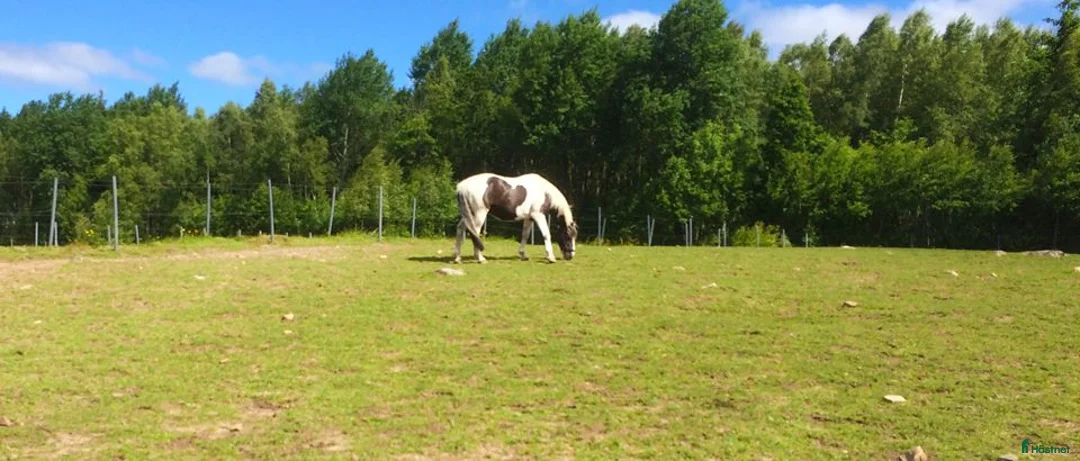  foderhäst finnes: Världens bästa Eddie söker hem som sällskapshäst i Malmö - Annons 1