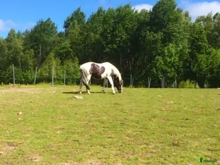 foderhäst Världens bästa Eddie söker hem som sällskapshäst - Annons 6