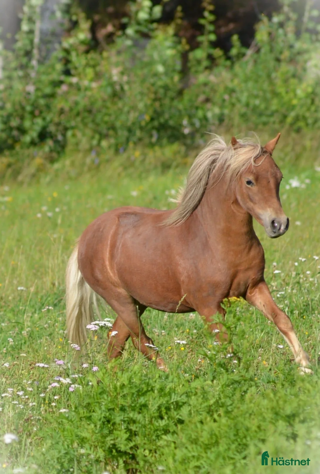 Allround hästar till salu: *Otroligt vacker 1 års hingst, AMHA * - Annons 1
