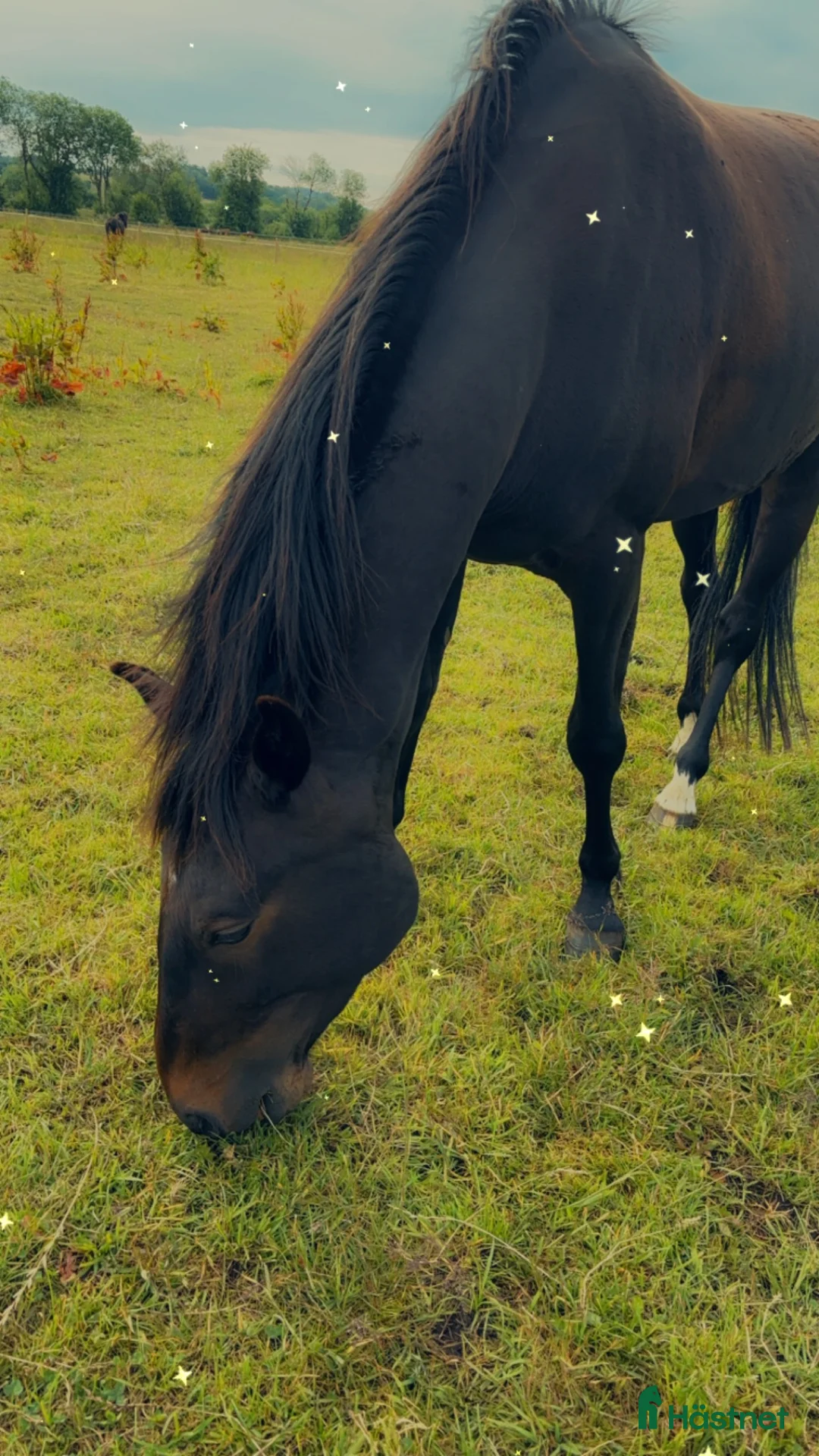 Allround hästar till salu: Toppen trevlig kille - Annons 5