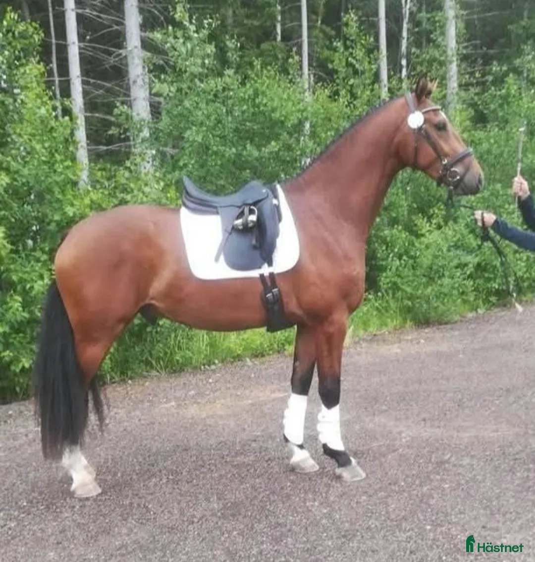 Akademiskt hästar till salu: Rejäl häst med stor personlighet! i Hofors - Annons 2