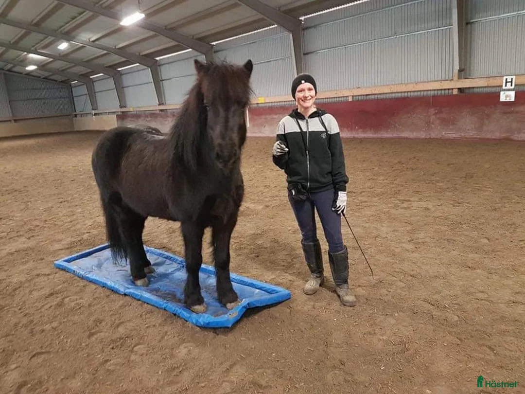  hästjobb finnes: Stalljobb sökes i Linköping  i Linköping - Annons 1