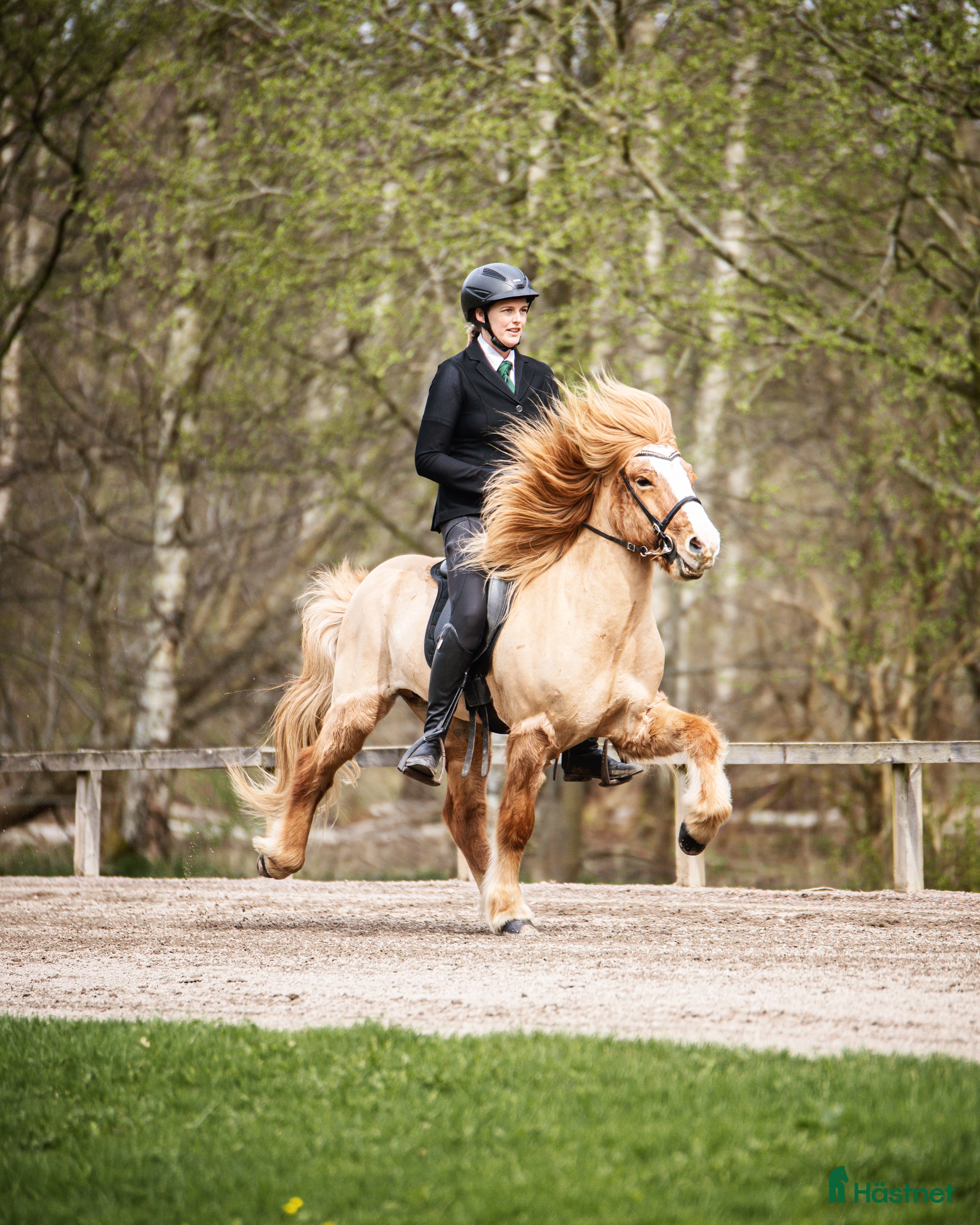  hästar Fyrgångsvalack som kan ”allt” i Kävlinge - Annons 1