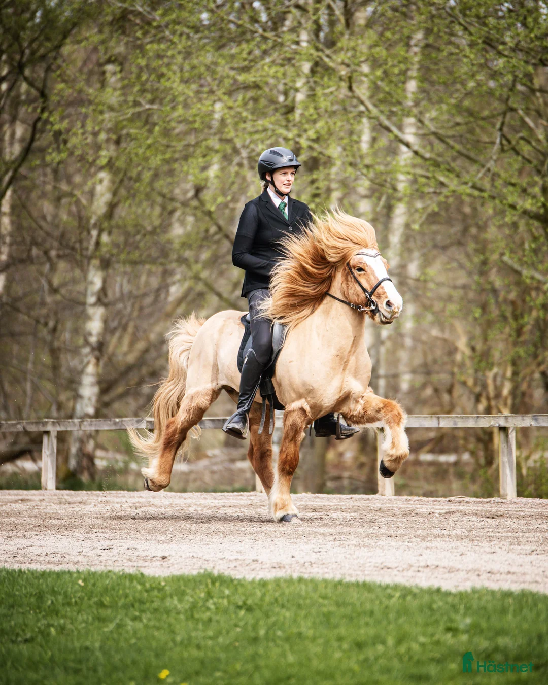 Island hästar till salu: Fyrgångsvalack som kan ”allt” i Kävlinge - Annons 1