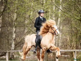 hästar Fyrgångsvalack som kan ”allt” i Kävlinge - Annons 1