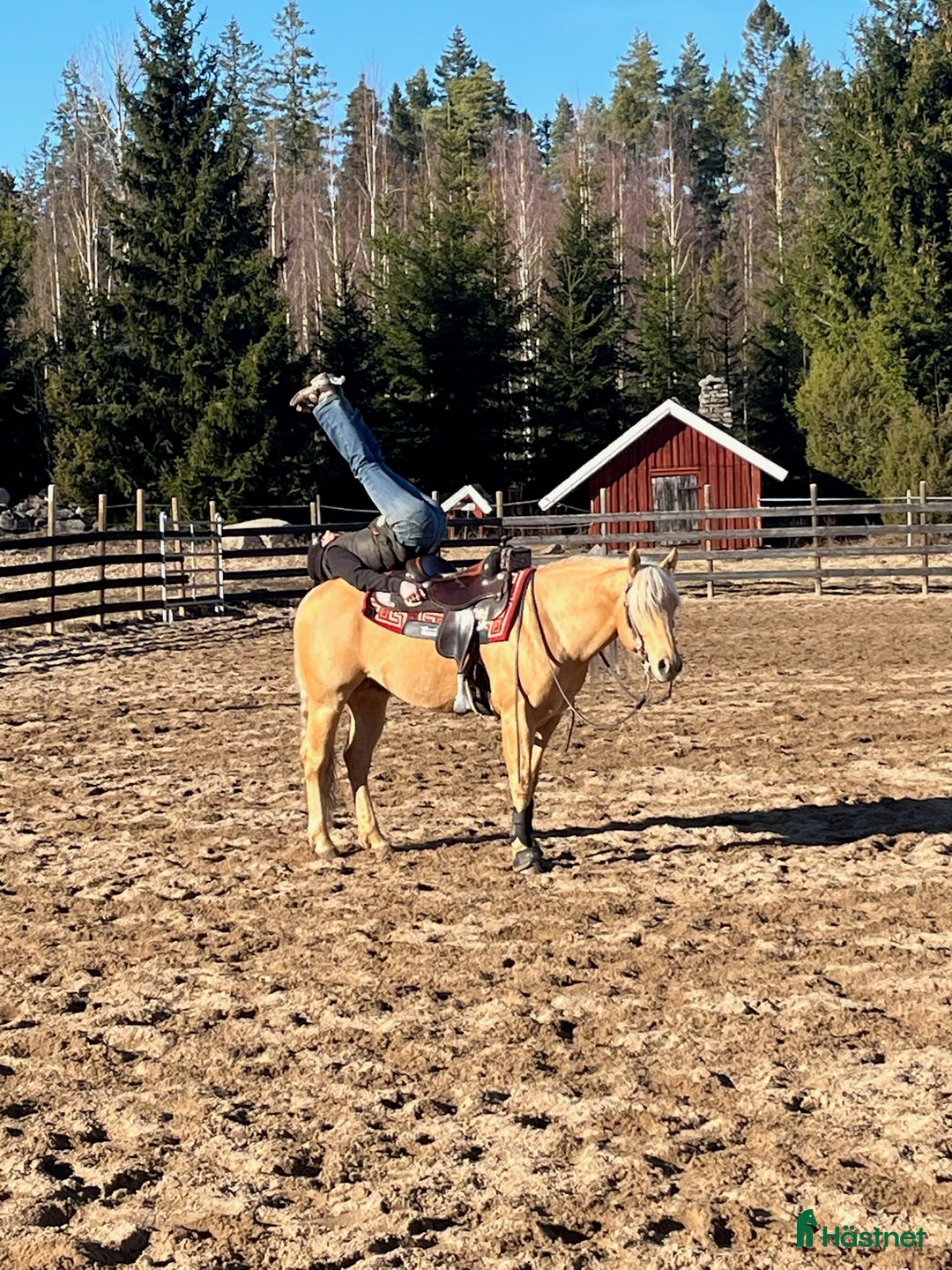 Western hästar till salu: Lovande quartersto, född 2025 i Sunne - Annons 6