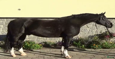  hästar i Örsundsbro - Annons 8