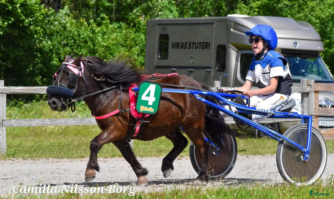 Trav hästar till salu: Läromästare  i Nybro - Annons 1
