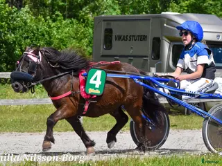 hästar Läromästare i Nybro - Annons 6