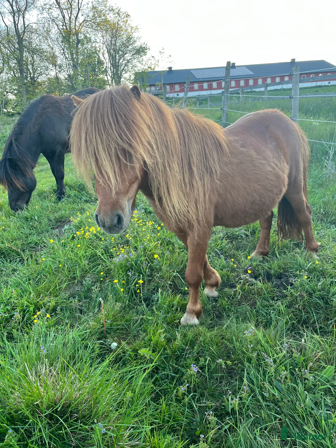 Övrigt hästar till salu: Minishetlandhingst  - Annons 11