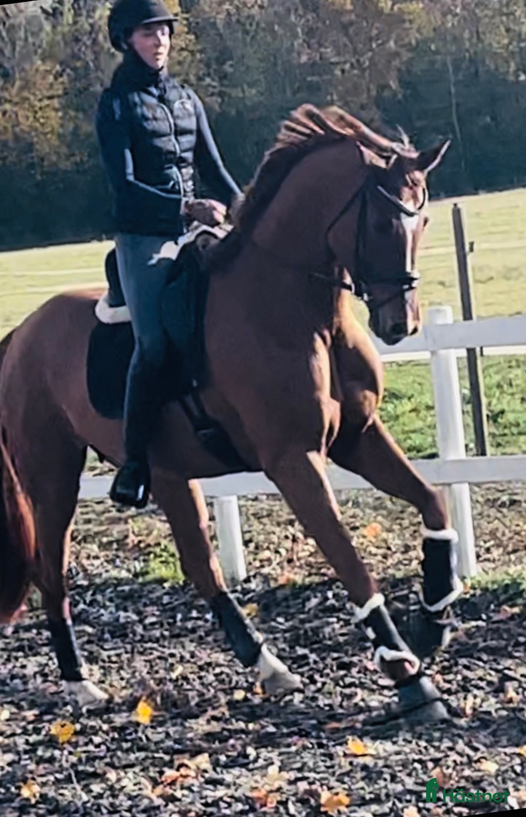 Dressyr hästar till salu: Super bra dressage Horse i Solrød Strand - Annons 7